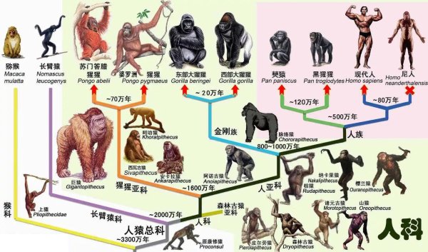 上尚策 深度科普：人类未来会进化成什么物种？或许会完全被他们取代！